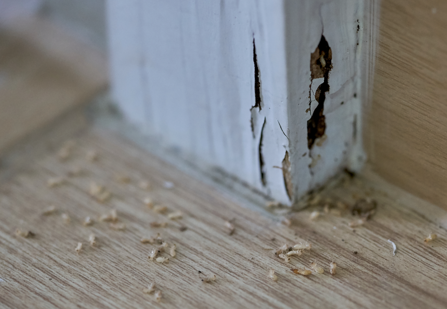 Termite Control